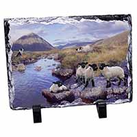 Border Collie on Sheep Watch, Stunning Photo Slate