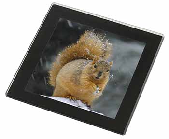 Red Squirrel in Snow Black Rim High Quality Glass Coaster