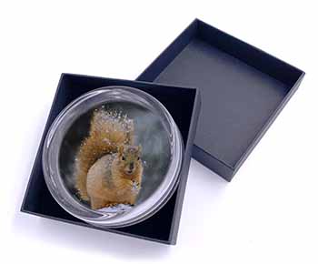 Red Squirrel in Snow Glass Paperweight in Gift Box
