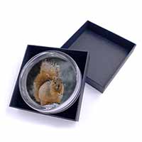 Red Squirrel in Snow Glass Paperweight in Gift Box