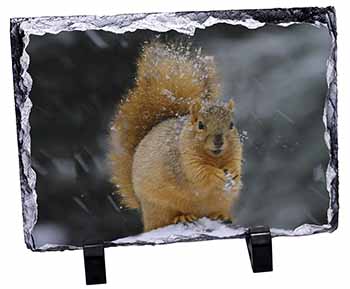Red Squirrel in Snow, Stunning Photo Slate