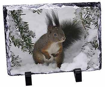 Forest Snow Squirrel, Stunning Photo Slate