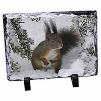 Forest Snow Squirrel, Stunning Photo Slate