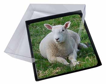 4x Lamb in Field Picture Table Coasters Set in Gift Box