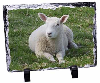 Lamb in Field, Stunning Photo Slate
