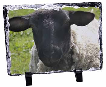 Black Face Sheep, Stunning Photo Slate