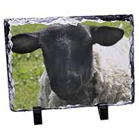 Black Face Sheep, Stunning Animal Photo Slate