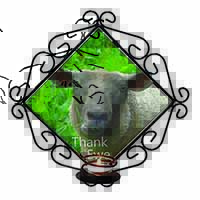 Sheep 