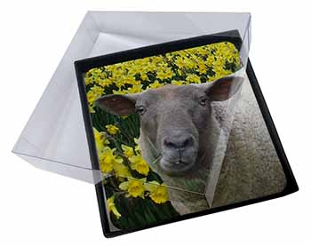 4x Cute Sheep with Daffodils Picture Table Coasters Set in Gift Box