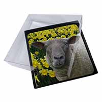 4x Cute Sheep with Daffodils Picture Table Coasters Set in Gift Box