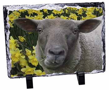 Cute Sheep with Daffodils, Stunning Photo Slate
