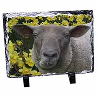 Cute Sheep with Daffodils, Stunning Photo Slate