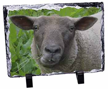 Cute Sheeps Face, Stunning Photo Slate
