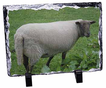 Sheep in Field, Stunning Photo Slate