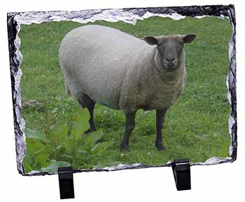 Sheep Intrigued by Camera, Stunning Photo Slate