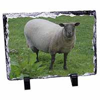 Sheep Intrigued by Camera, Stunning Animal Photo Slate