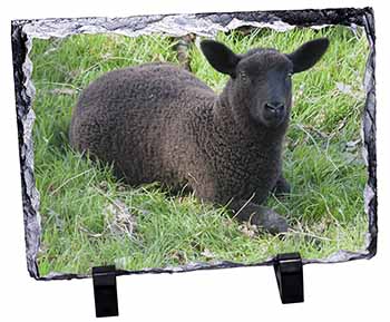 Black Lamb, Stunning Photo Slate
