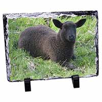 Black Lamb, Stunning Animal Photo Slate