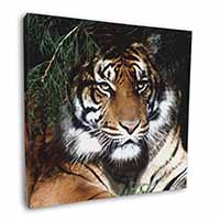 Bengal Tiger in Sunshade Square Canvas 12"x12" Wall Art Picture Print