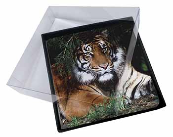 4x Bengal Tiger in Sunshade Picture Table Coasters Set in Gift Box