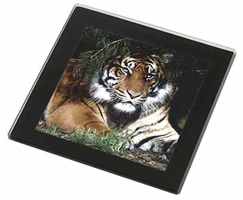 Bengal Tiger in Sunshade Black Rim High Quality Glass Coaster