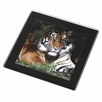Bengal Tiger in Sunshade Black Rim High Quality Glass Coaster