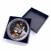 Bengal Tiger in Sunshade Glass Paperweight in Gift Box