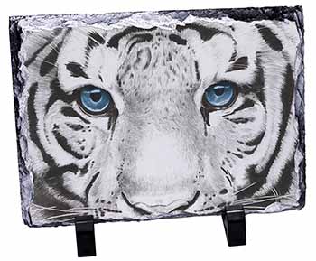 Siberian White Tiger, Stunning Photo Slate
