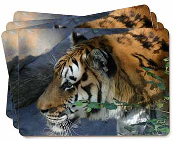 Bengal Night Tiger Picture Placemats in Gift Box