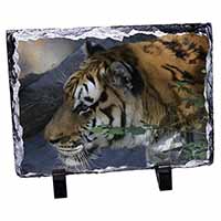 Bengal Night Tiger, Stunning Animal Photo Slate