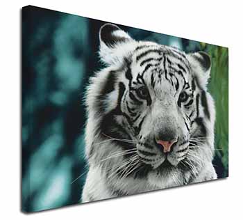 Siberian White Tiger Canvas X-Large 30"x20" Wall Art Print