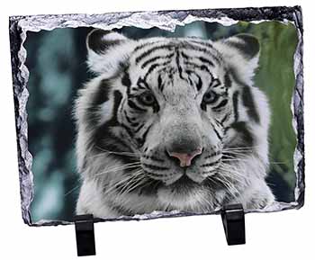 Siberian White Tiger, Stunning Photo Slate