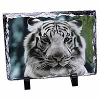 Siberian White Tiger, Stunning Photo Slate