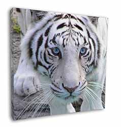 Siberian White Tiger Square Canvas 12"x12" Wall Art Picture Print