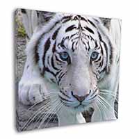 Siberian White Tiger Square Canvas 12"x12" Wall Art Picture Print