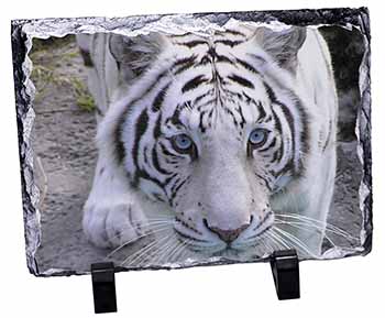 Siberian White Tiger, Stunning Photo Slate