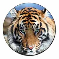 Bengal Tiger Fridge Magnet Printed Full Colour