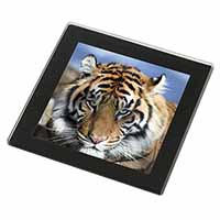 Bengal Tiger Black Rim High Quality Glass Coaster