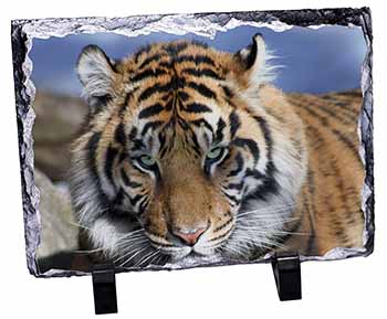 Bengal Tiger, Stunning Photo Slate