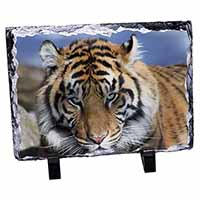 Bengal Tiger, Stunning Animal Photo Slate