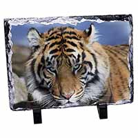 Bengal Tiger, Stunning Photo Slate
