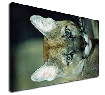 Stunning Big Cat Cougar Canvas X-Large 30"x20" Wall Art Print