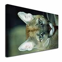 Stunning Big Cat Cougar Canvas X-Large 30"x20" Wall Art Print