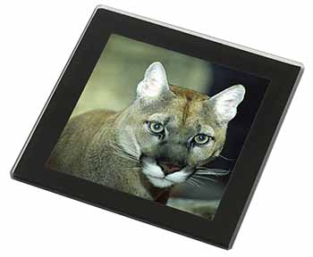 Stunning Big Cat Cougar Black Rim High Quality Glass Coaster
