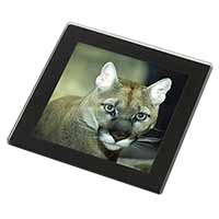 Stunning Big Cat Cougar Black Rim High Quality Glass Coaster
