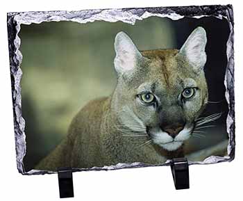 Stunning Big Cat Cougar, Stunning Photo Slate