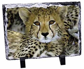 Baby Cheetah, Stunning Photo Slate