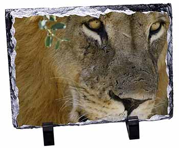 Lions Face, Stunning Photo Slate
