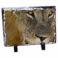 Lions Face, Stunning Animal Photo Slate