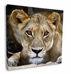Lioness Square Canvas 12"x12" Wall Art Picture Print